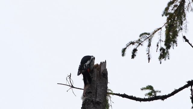 Большой пёстрый дятел на центральной усадьбе заповедника смотреть онлайн
