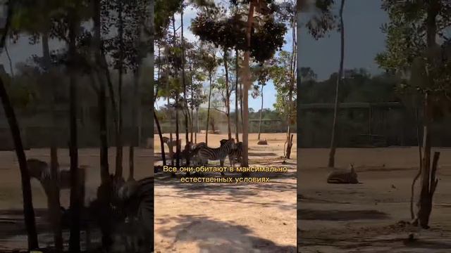 Вот почему на острове Фукуок такое крутое место! Заходим в сафари парк! #Путешествия #Туризм #Отдых смотреть онлайн