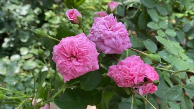 Розы Жасмина, Красная Шапочка, Пароле, Андре ле Нотр. Розы в саду 27 августа 2021г. смотреть онлайн