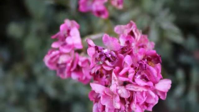 CANON EOS 1100 D photo slideshow смотреть онлайн