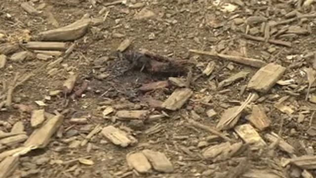 Man stabs Pit Bull as it kills Dachshund _the Pit Bull was tearing the Dachshund open_ смотреть онлайн