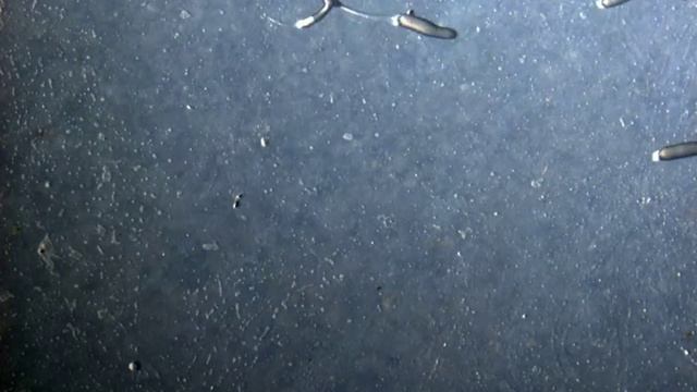 Wild Dd slugs. смотреть онлайн