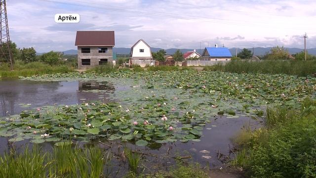 Краснокнижные лотосы украсили приморские озёра смотреть онлайн