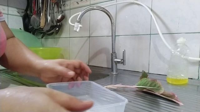 Aglaonema ( lipstic ) Propagation from Cuttings смотреть онлайн