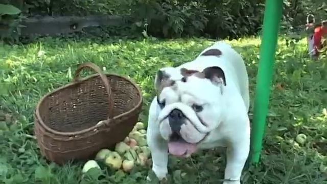 АНГЛИЙСКИЙ И ФРАНЦУЗСКИЙ БУЛЬДОГ / ENGLISH BULLDOG, FRENCH BULLDOG