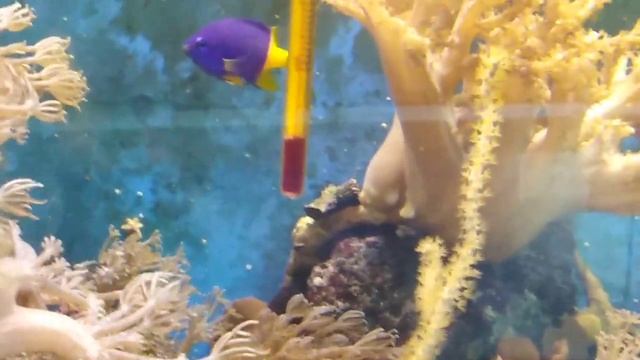 Морской аквариум как мешать воду с солью смотреть онлайн