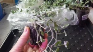 Дихондра/Как получить пышные кусты/Как вырастить из семян/Черенкование и укоренение дихондры