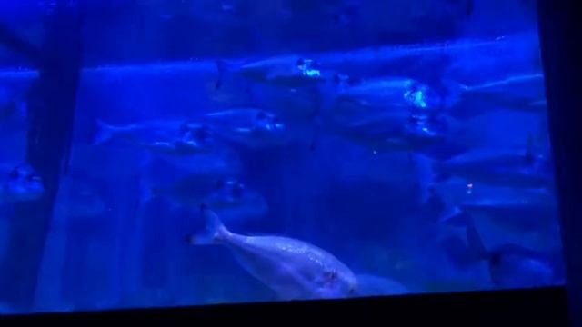 VLOG: Весенний Берлин ,AQUADOM смотреть онлайн