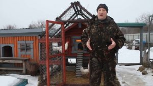 Как приручить злого агрессивного петуха.