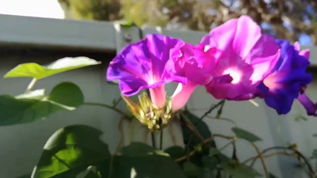 Ipomoea indica | Blue morning glory - Flowers that CHANGE colour! смотреть онлайн