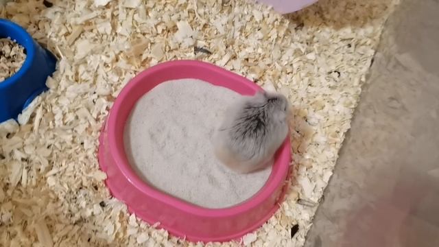 ХОМЯЧКИ РОБОРОВСКОГО КУПАЮТСЯ В ПЕСОЧКЕ :) смотреть онлайн