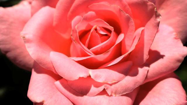 Самая хорошая новинка с тв онлайн смотреть онлайн