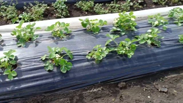 Клубника в туннелях после снега,града,ветра и дождя, состояние на 10 апреля 2023 смотреть онлайн