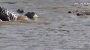 10 жестоких нападение крокодилов на животных  Жесть Крокодили разрывают животных