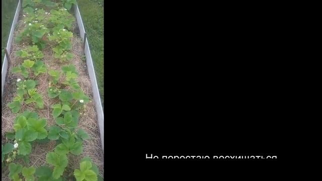 Сапрогумин - подарок садоводам и огородникам! смотреть онлайн