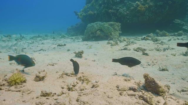 Amazing Underwater World Of The Red Sea - 4K Relaxation Video With Calming Music - 3 HOUR - Part #1