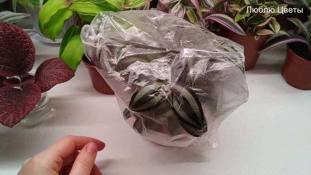 Ответы на вопросы - Теплички для цветов. Как и для чего. смотреть онлайн