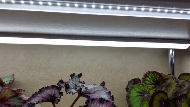 Бегонии - обзор (часть 3) смотреть онлайн