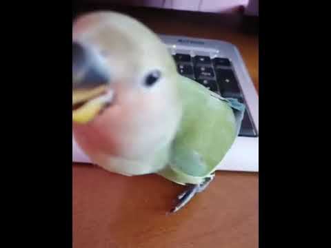 Неразлучник выкормыш смотреть онлайн