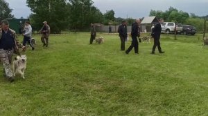 55 курская выставка охотничьих собак ЗСЛ