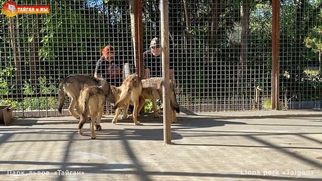 Видали? Дрессированные волки! 👍🏻😎 Тайган. Wolves Life In Taigan.