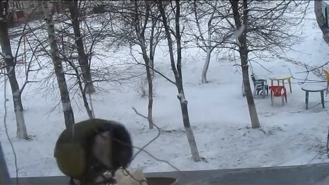 Подкормка синичек 2 смотреть онлайн