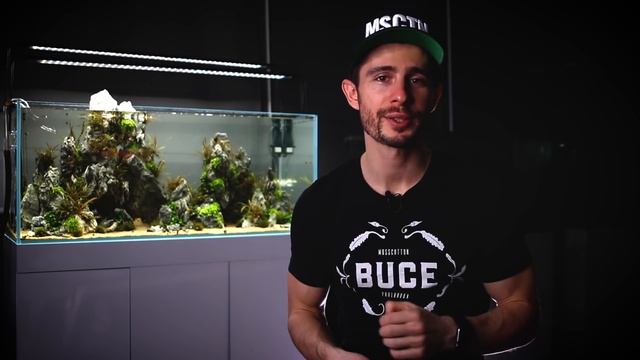 AQUASCAPE TUTORIAL - Pinnatifida On The Rocks