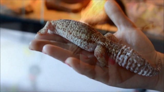 Gekon eublefar lamparci ściąga wylinkę смотреть онлайн