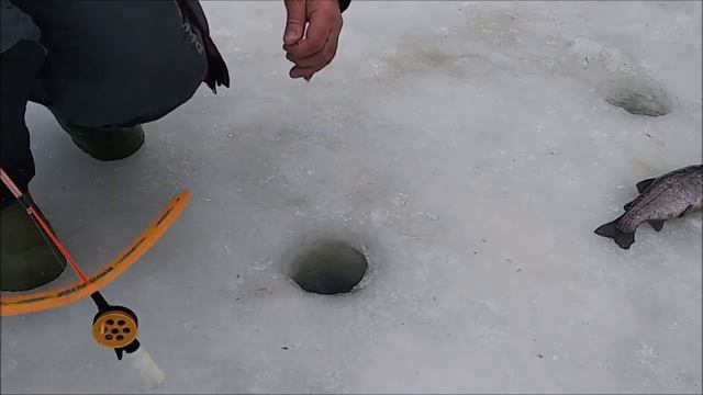 Запуск и первые поимки форели. Спорт-зона. Клёвое место Лосиный остров. смотреть онлайн