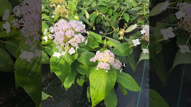 True blue full sun hydrangea?! смотреть онлайн