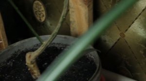 Апельсин Вашингтон Навел, выращивание, уход, плодоношение