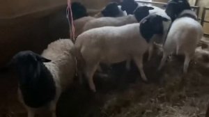 Овцы и бараны породы Дорпер! Мясная порода овец! Разведение овец Дорперов! Дорпер овцы в России!