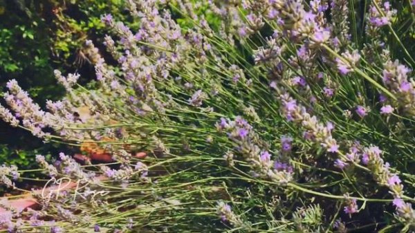 Lavender and bumblebees