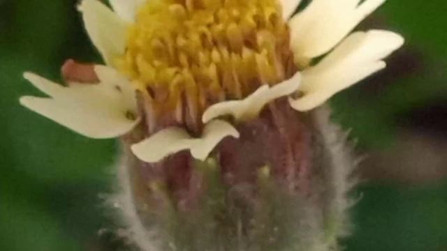 Galinsoga o girasol diminuto смотреть онлайн