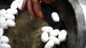 Тутовый Шелкопряд - интересные факты