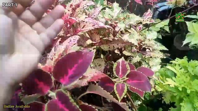 Home Garden Visit | Online Sale | Low Price | Lotus Varieties | Coleus | Aglaonema | Plants for Sal смотреть онлайн