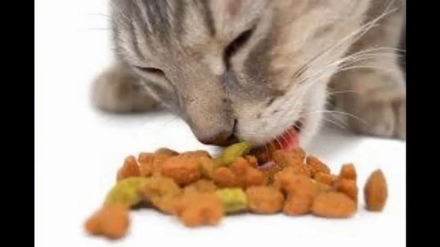 корм для кошек купить смотреть онлайн