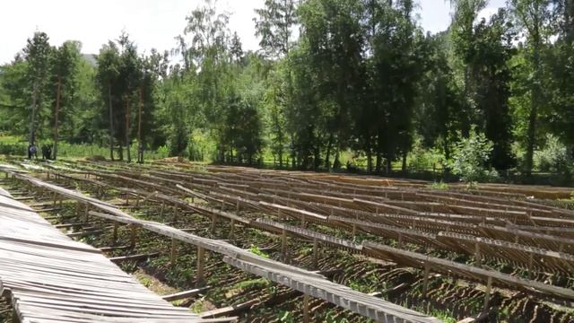 Иле-Алатауский национальный природный парк. Заповедный Казахстан смотреть онлайн