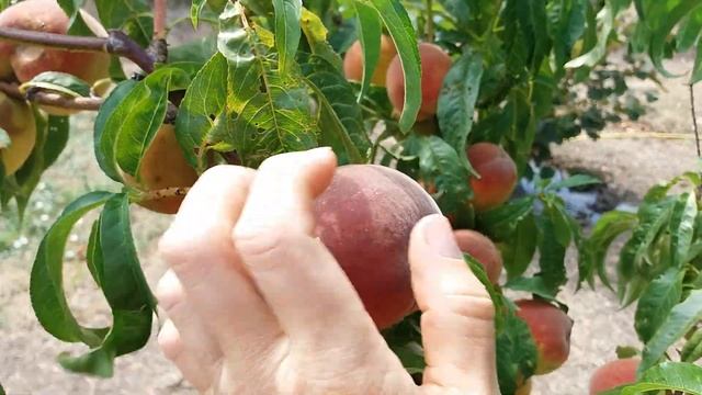 Персик. Первые плоды на новом участке смотреть онлайн