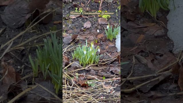 Подснежники в городе смотреть онлайн