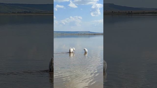 Соленое озеро. Светлоград. Ставропольский край. смотреть онлайн