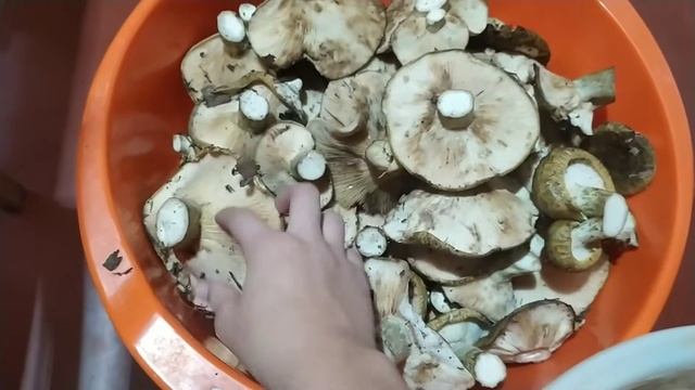 Грибы наш "улов" за один час Чёрные грузди, польский и белый гриб смотреть онлайн