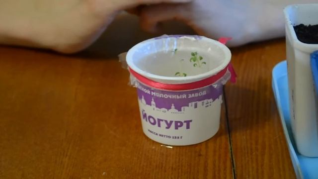 Как вырастить элитный картофель из семян (3). ПИКИРОВКА КАРТОФЕЛЯ смотреть онлайн