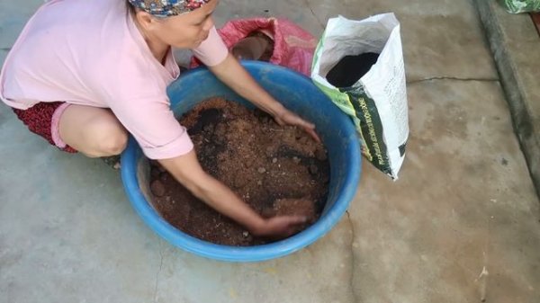 Beautiful Portulaca (Mossrose) planting waterfall garden ideas for small gardens