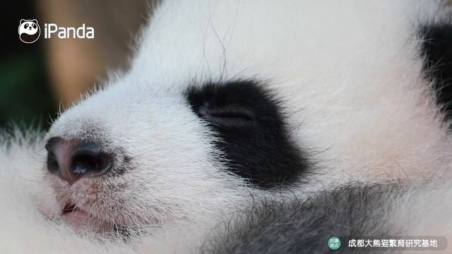 Полюбуйтесь на панду с близкого расстояния смотреть онлайн