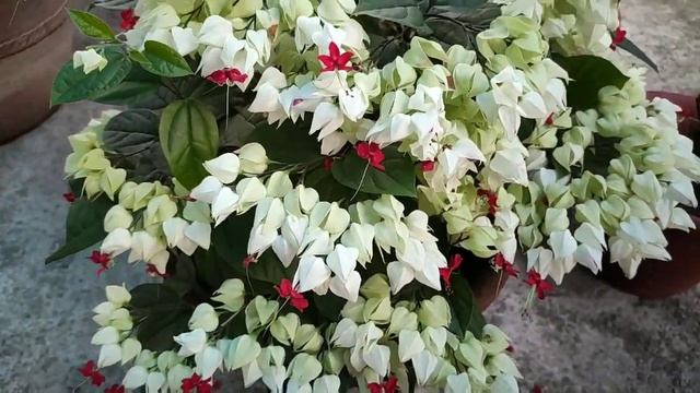 Bleeding heart plant care|| How to grow and care bleeding heart||Ep 1 смотреть онлайн