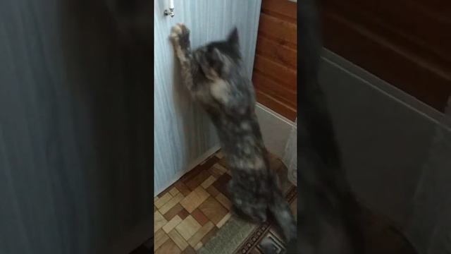 Не могу понять зачем она это делает? смотреть онлайн