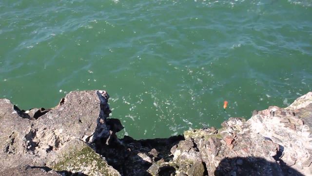 Ловля саргана на лиепайском северном молу. смотреть онлайн