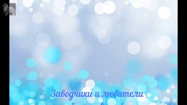 Каталог пород собак. Бишон фризе Bichon frise, Bichon tenefire, Tenerife dog, Bichon a poil frise смотреть онлайн