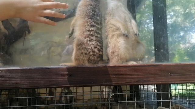 прикольные сурикаты смотреть онлайн